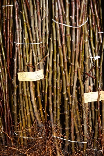 Onderstam Prunus Gisela 5 (steenfruit)