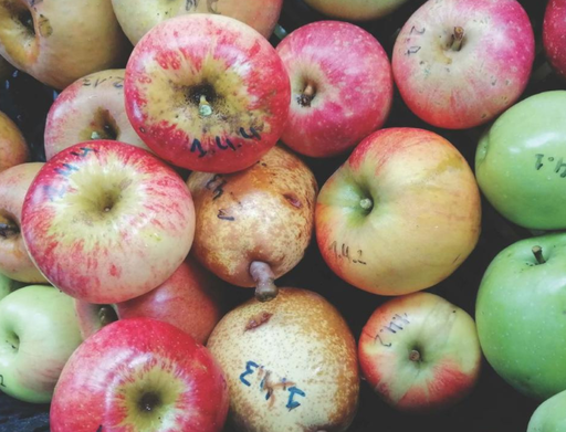2024 Plantgoed pakket Appel 22