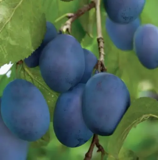 Bleue de Belgique - hoogstam
